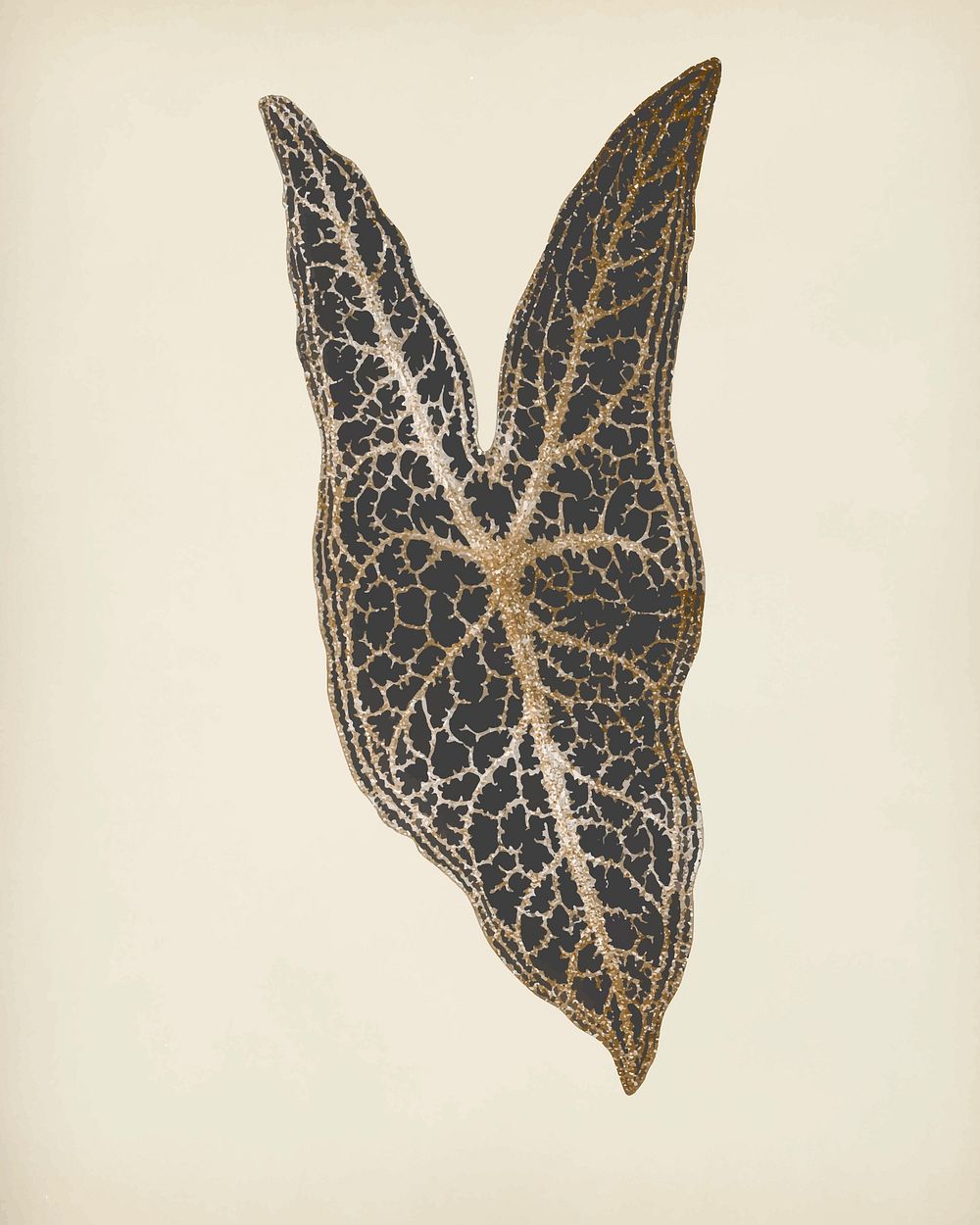Caladium Belleymel, engraved Heart of Jesus leaf vintage vector, remix from original artwork of Benjamin Fawcett.