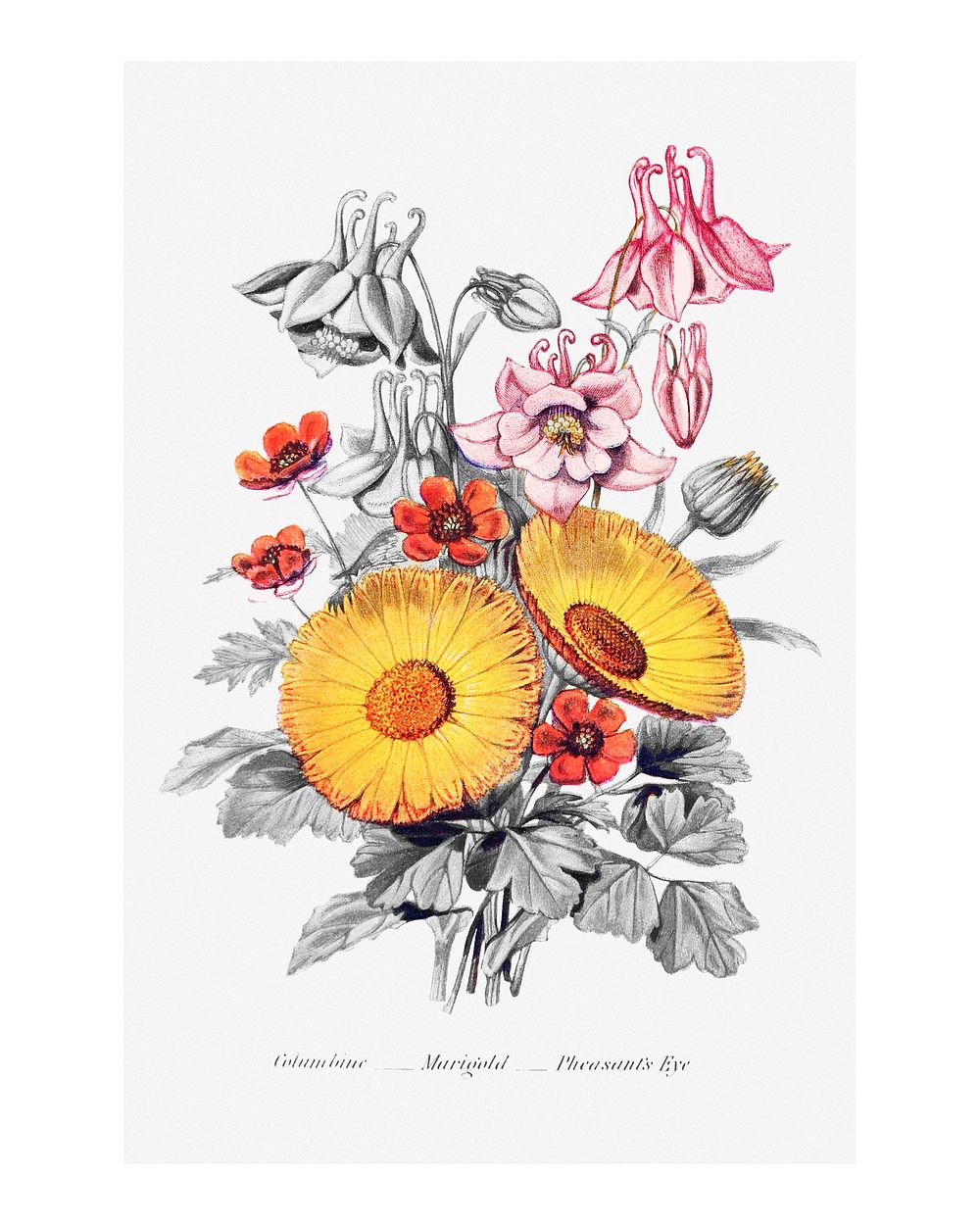 Flower bouquet vintage illustration wall art print and poster design remix from original artwork of Robert Tyas.