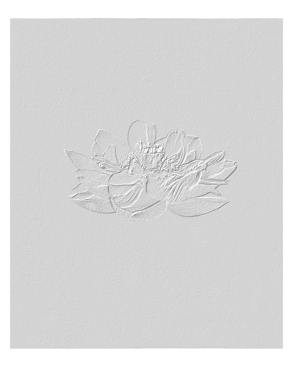 Lotus flowers artwork vintage wall art print and poster design remix from original photography by Ogawa Kazumasa.