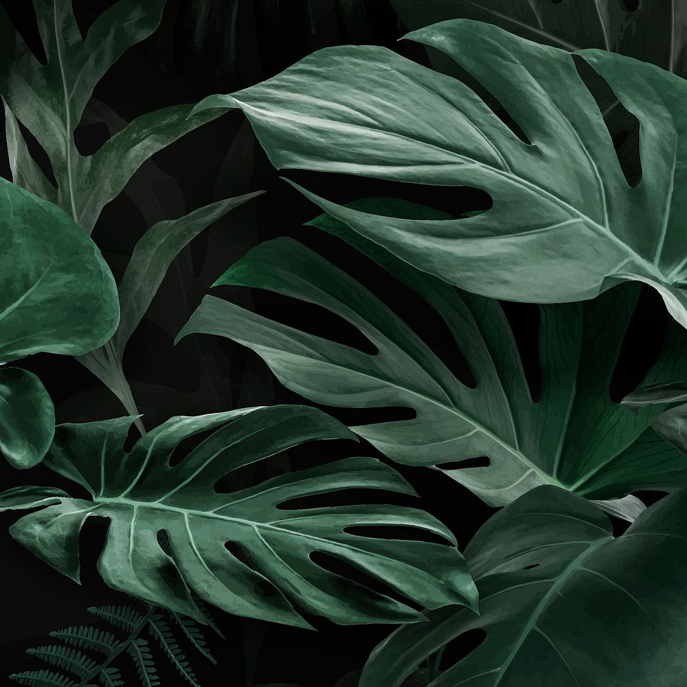 Fresh natural green Monstera Deliciosa | Premium Vector - rawpixel