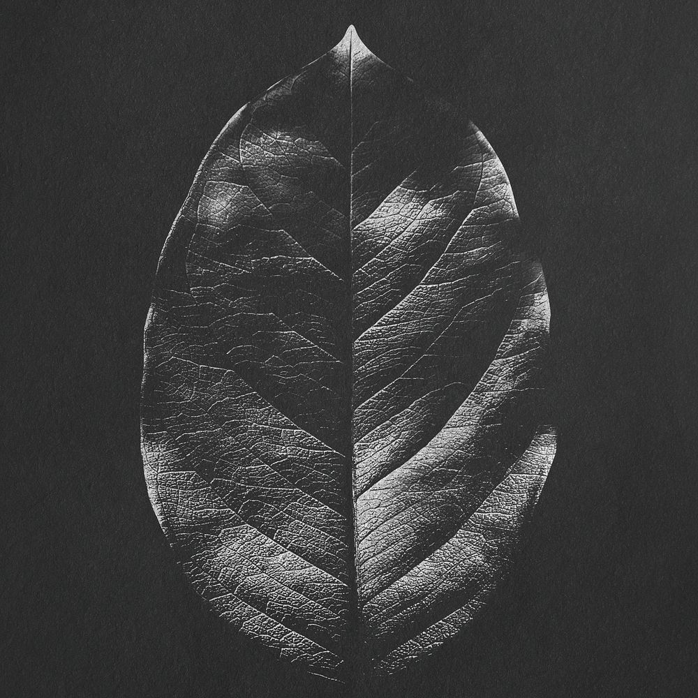 Dried leaf texture on black background design resource
