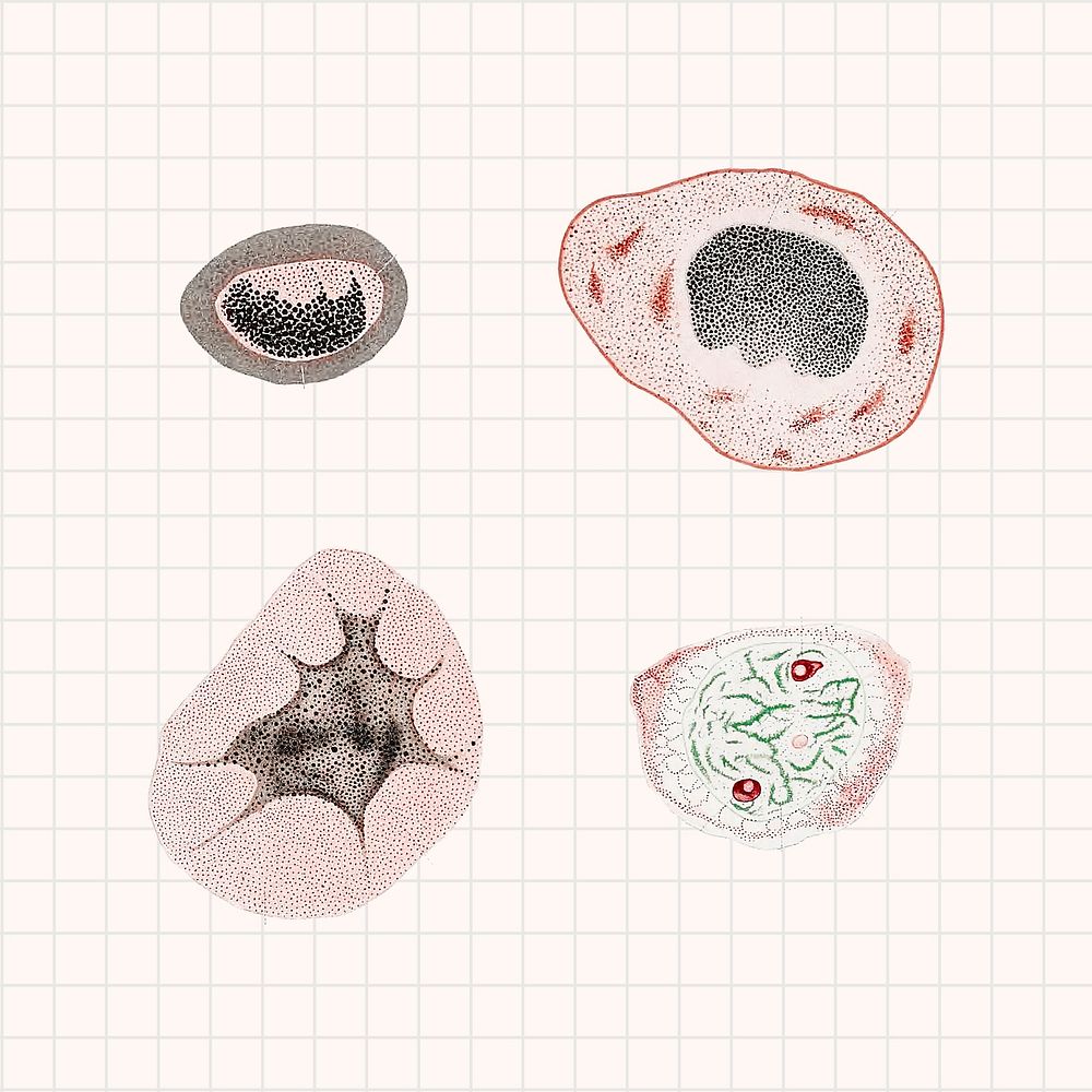 Vintage microscopic virus and bacteria illustration set psd mockup