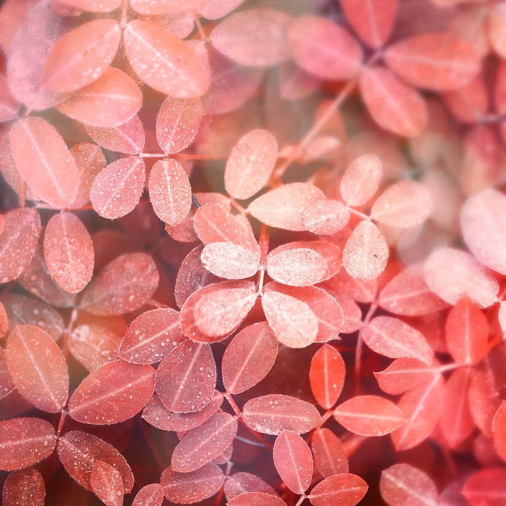 Autumnal red leaves background