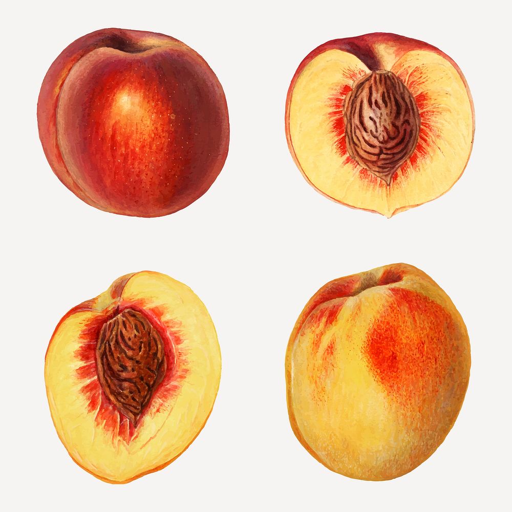 Hand drawn natural fresh peaches vector