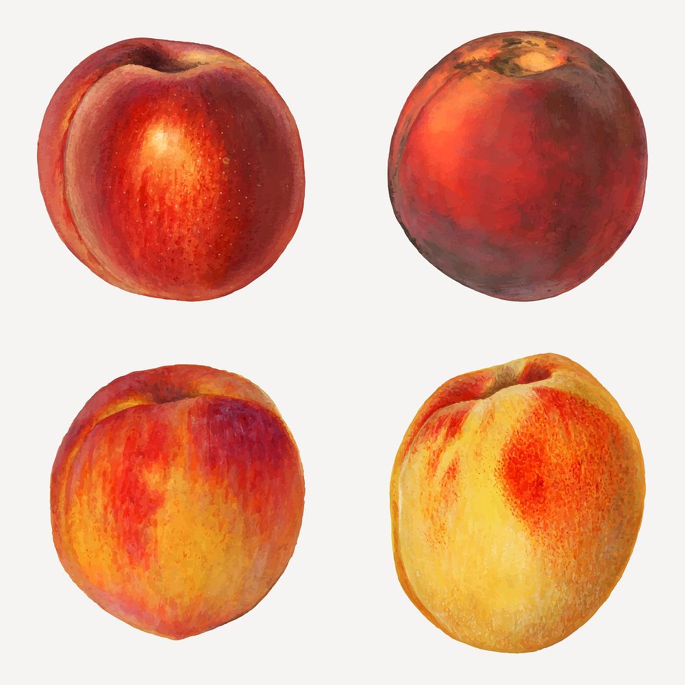 Hand drawn natural fresh peaches vector