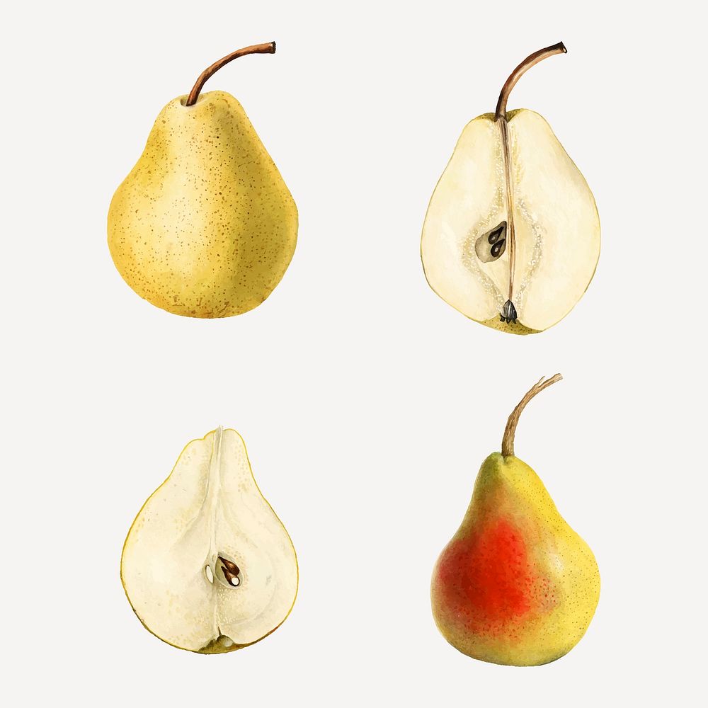 Hand drawn natural fresh pear set vector