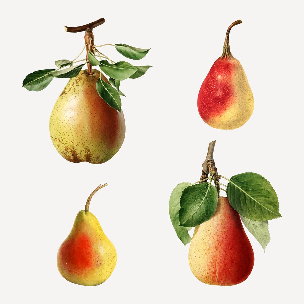 Hand drawn natural fresh pear set vector