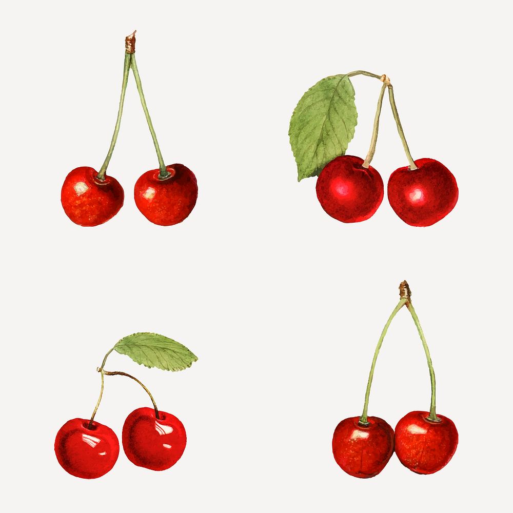 Hand drawn natural fresh red cherry set vector