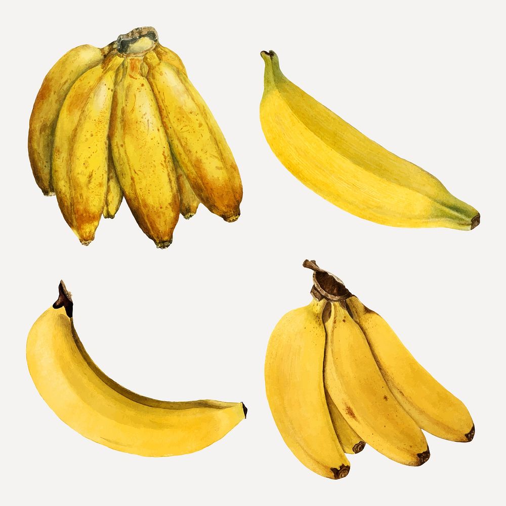 Hand drawn natural fresh bananas vector