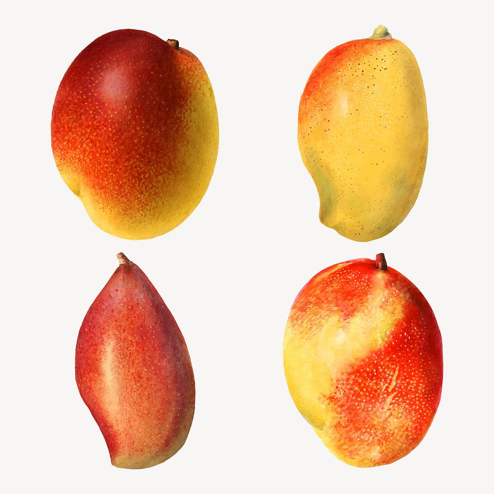 Hand drawn natural fresh mango set vector