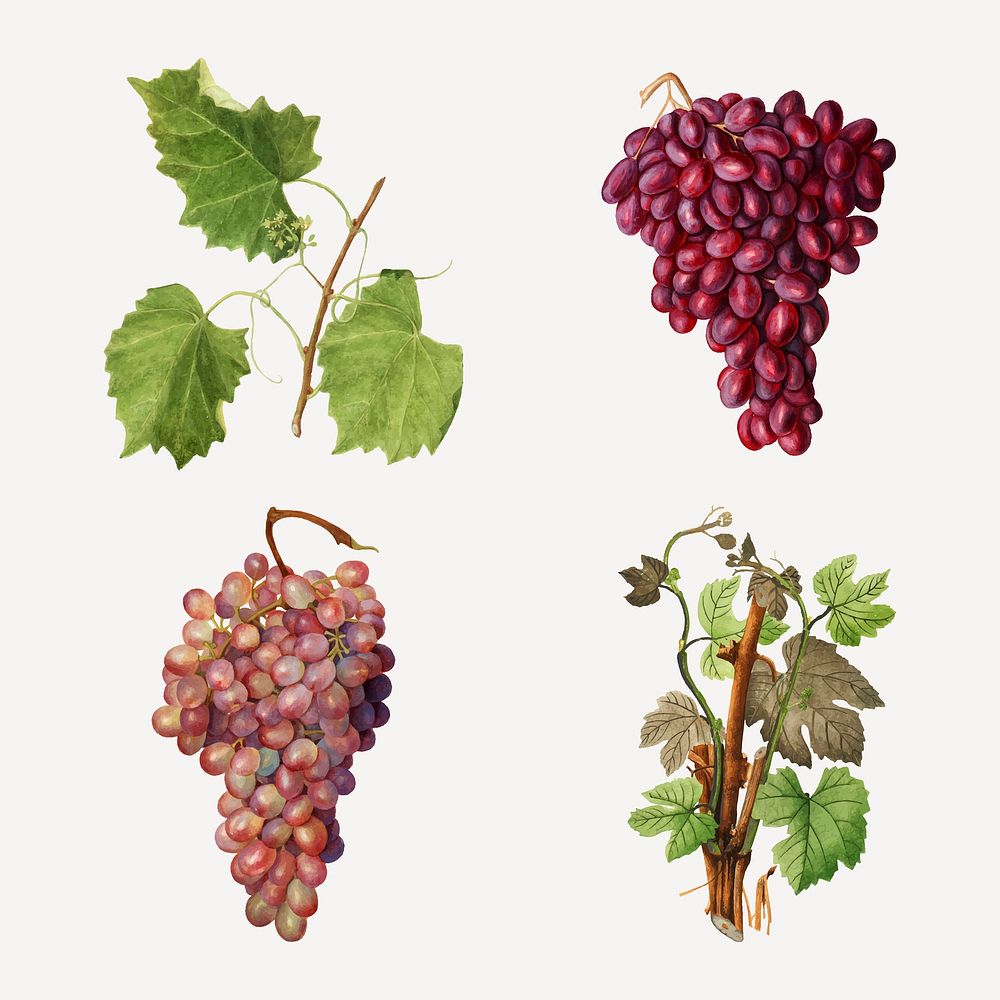 Hand drawn natural fresh grape set vector