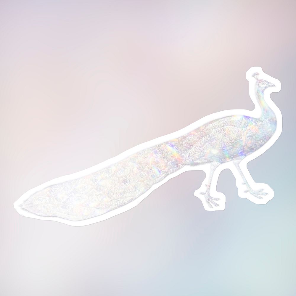 Silvery holographic peacock sticker with a white border