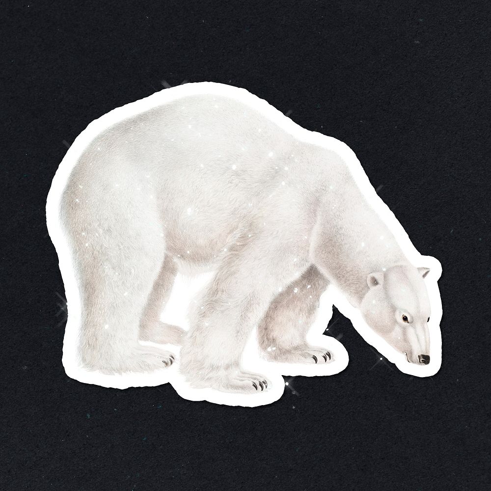 Hand drawn sparkling polar bear sticker with white border