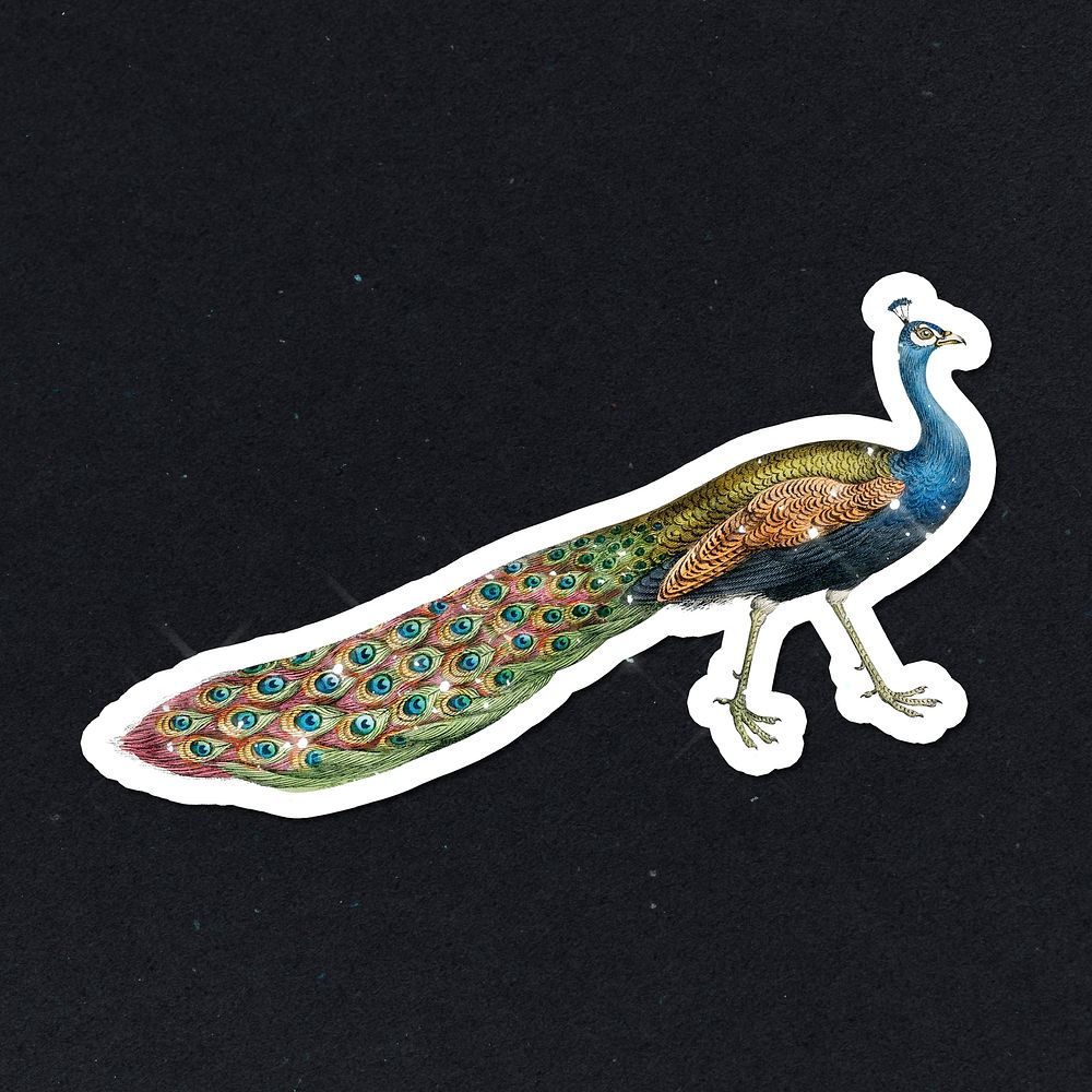 Hand drawn sparkling peacock sticker with white border