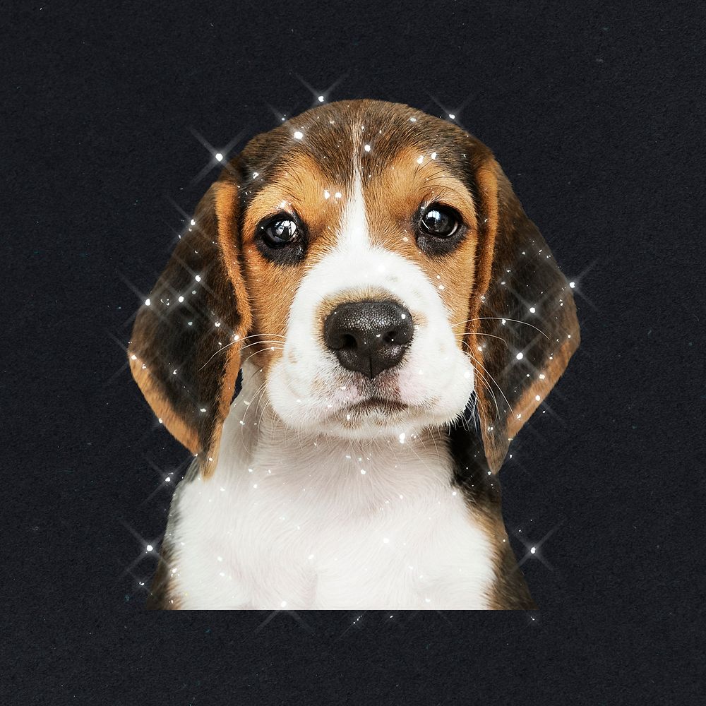 Sparkling beagle puppy design element