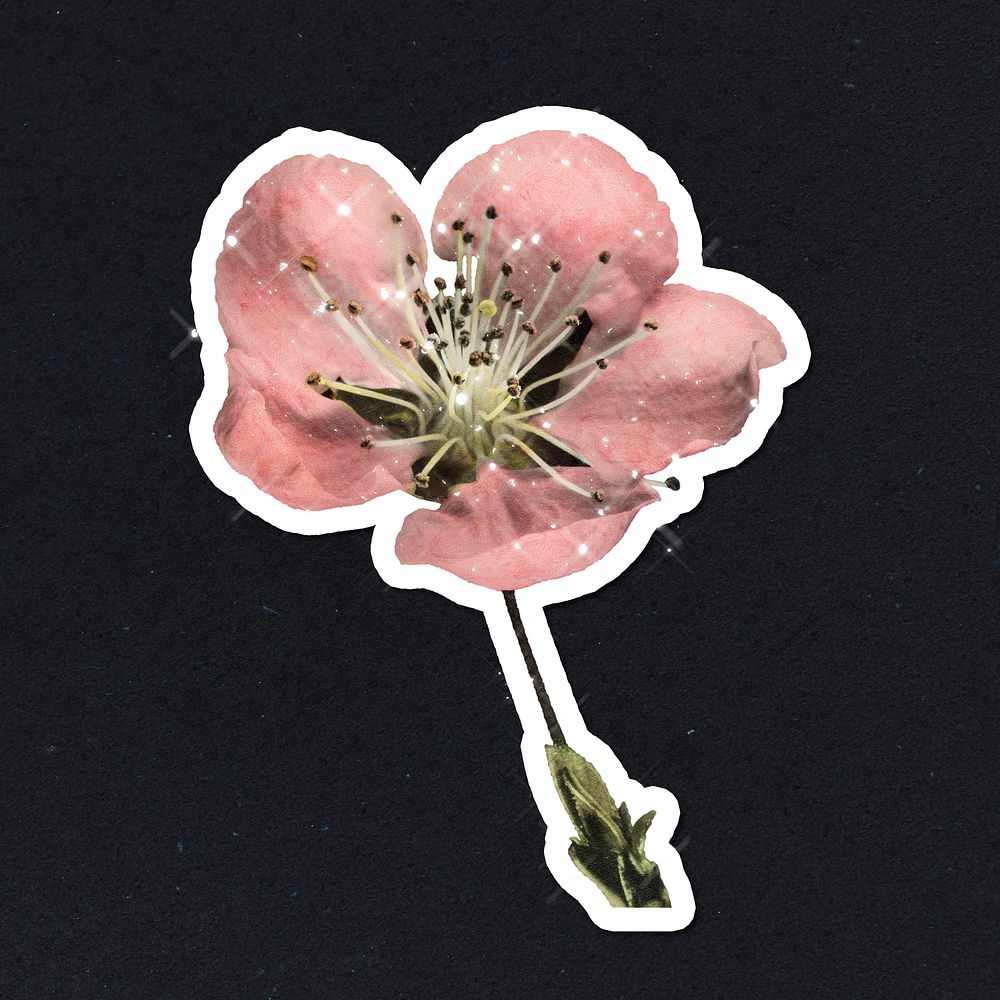 Hand drawn sparkling cherry blossom flower sticker with white border