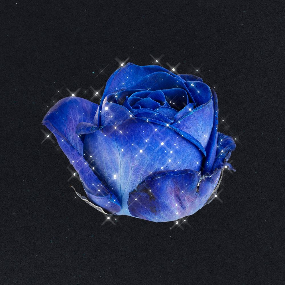 Sparkling blue rose flower design element