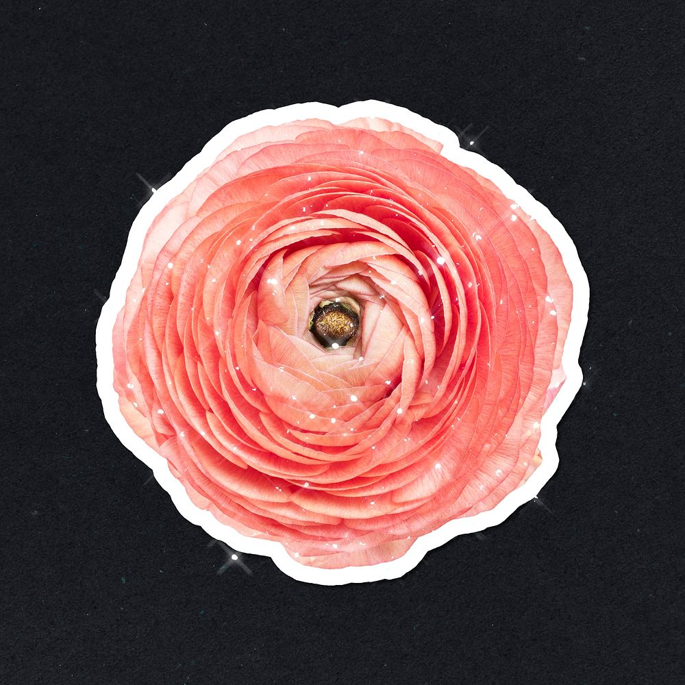 Sparkling pink ranunculus flower sticker with white border