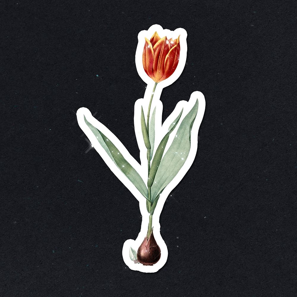 Hand drawn sparkling orange tulip flower sticker with white border