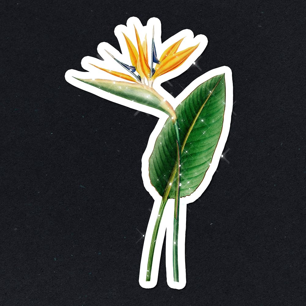 Hand drawn sparkling  bird of paradise flower sticker with white border