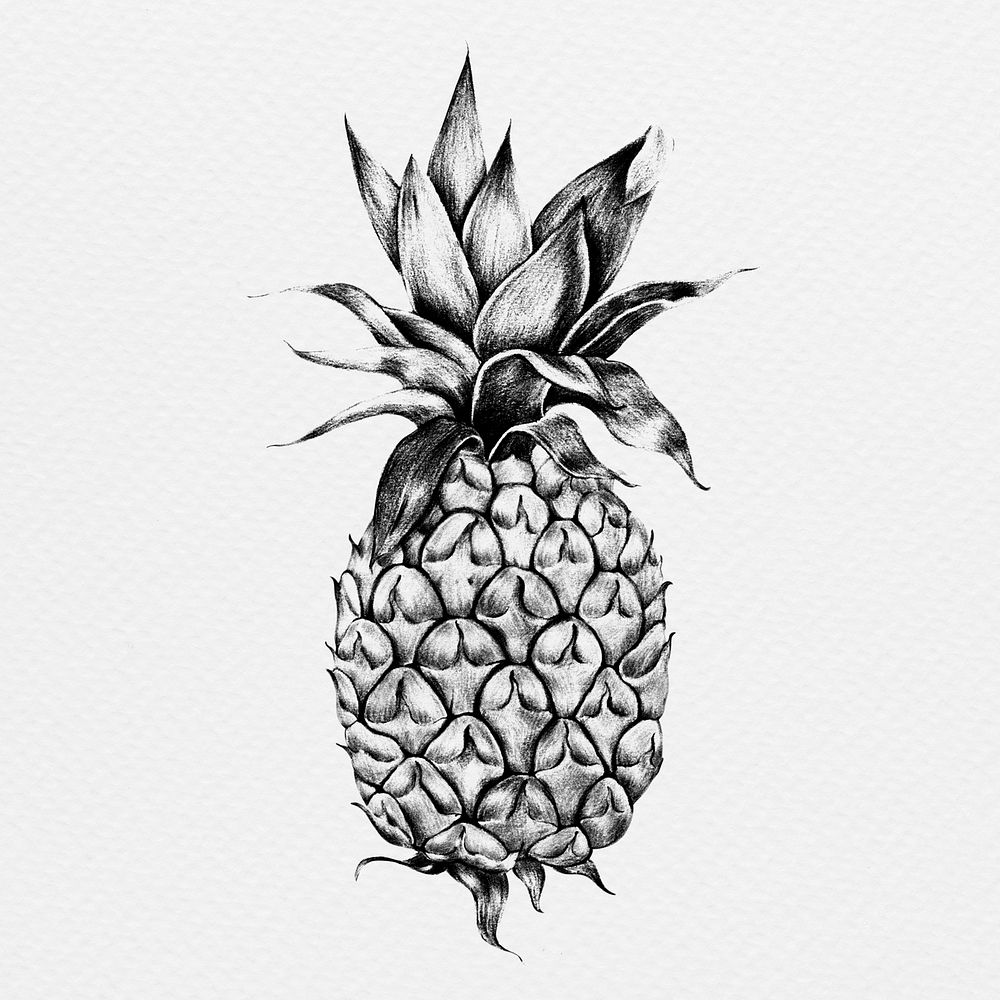 Pineapple drawing style illustration
