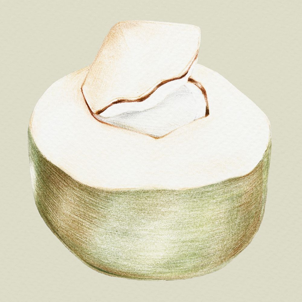 Hand colored coconut illustration