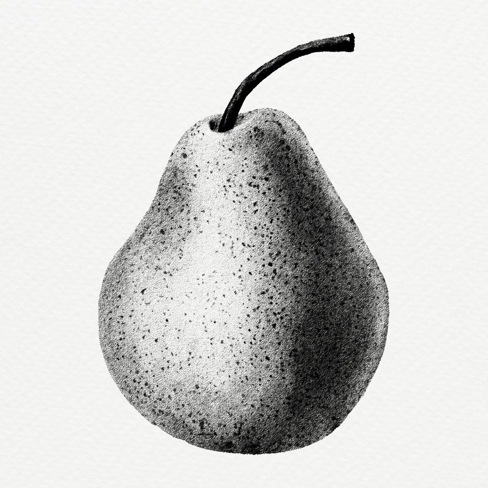 Pear drawing style illustration