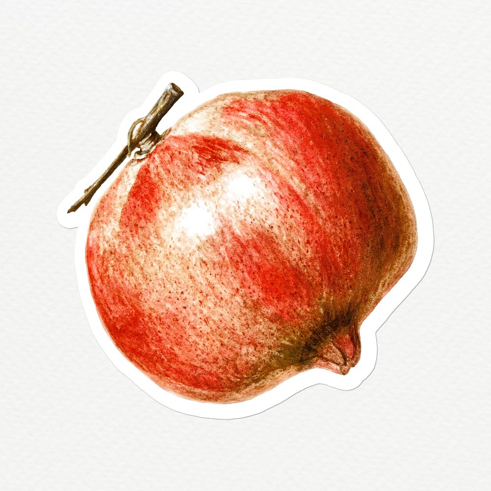 Hand drawn pomegranate sticker overlay with a white border