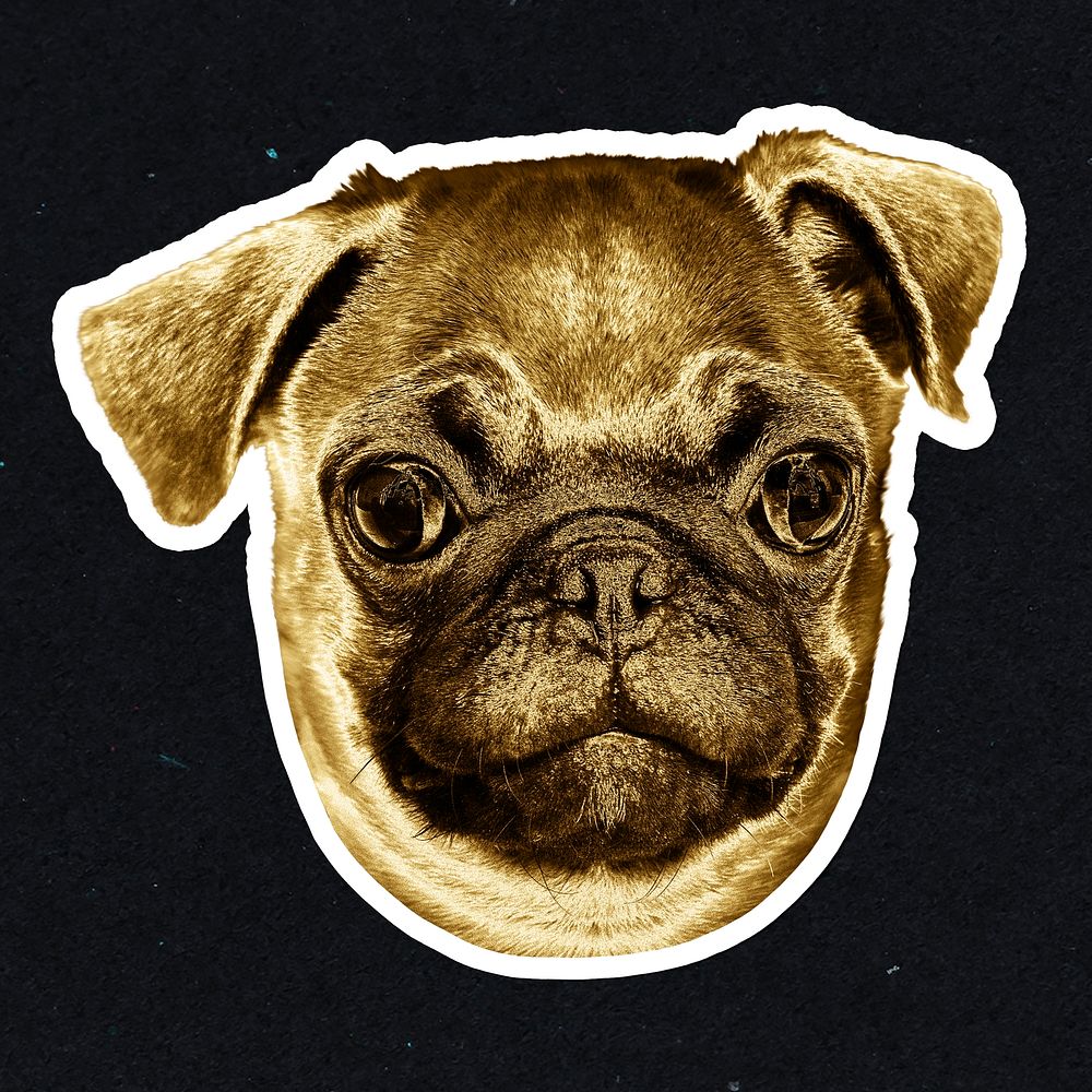 Gold pug puppy sticker with a white border