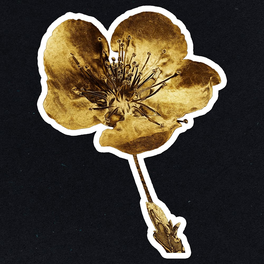 Gold cherry blossom flower sticker with a white border