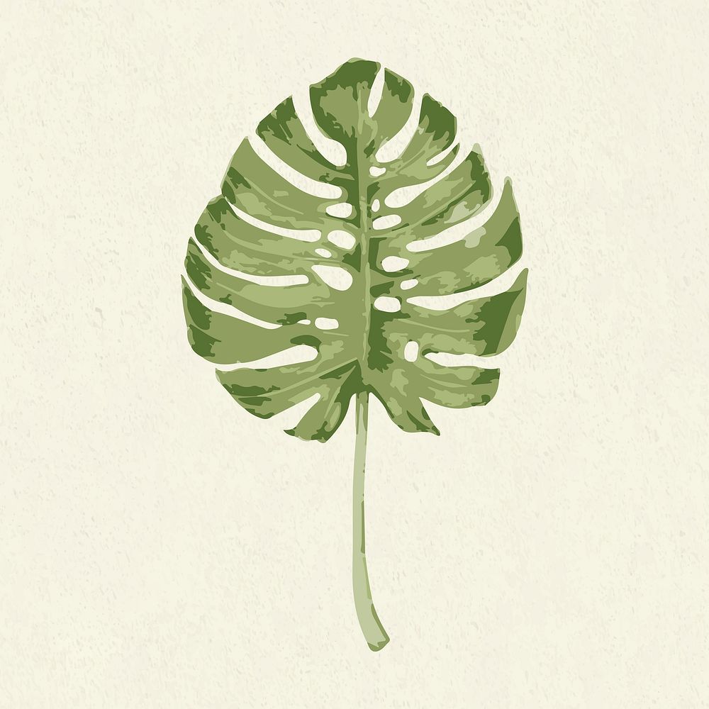 Vectorize monstera leaf on a green background