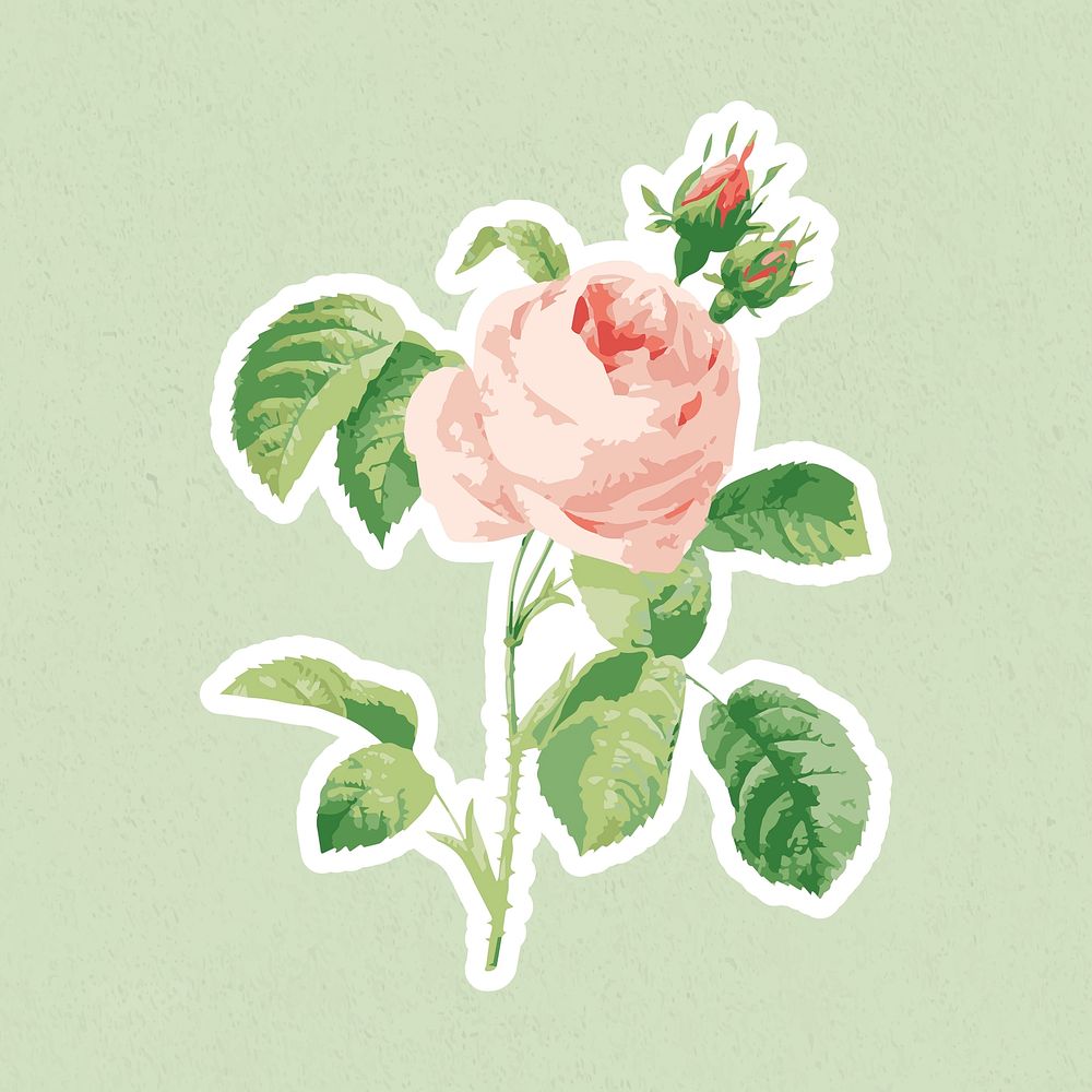 Vectorized cabbage rose flower sticker with white border