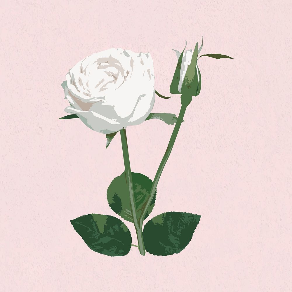 Vectorized white rose flower on a pink background