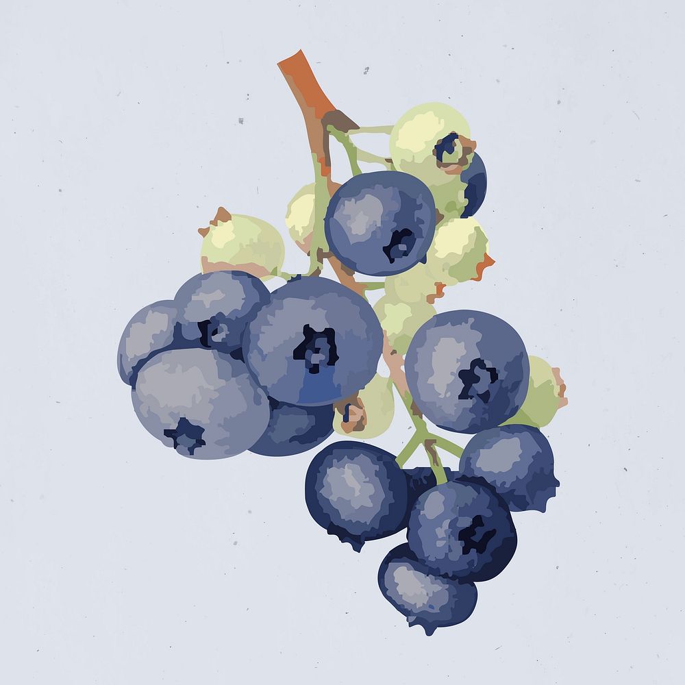 Vectorized blueberries sticker overlay design resource