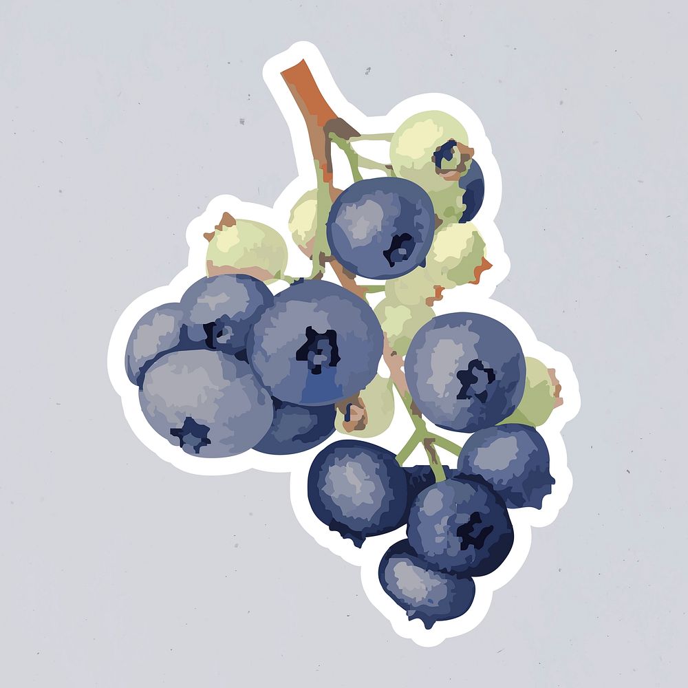 Vectorized blueberries sticker overlay with white border design resource