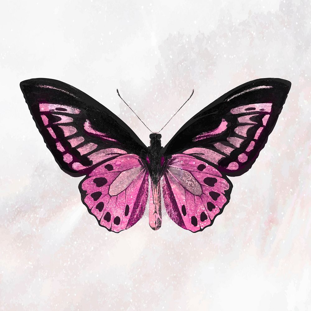 Pink butterfly on a white background vector