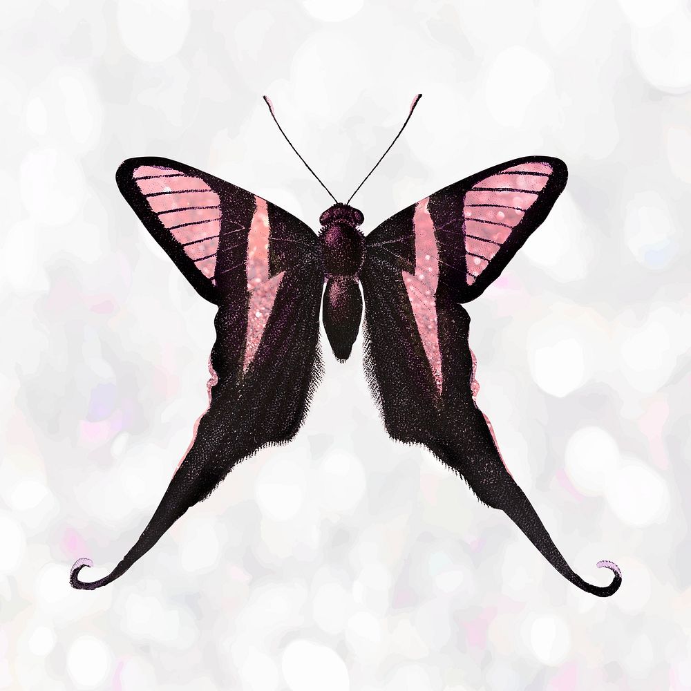 Pink butterfly on a white background