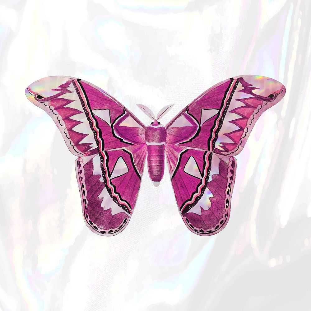 Pink Attacus Atlas Moth on a white holographic background vector