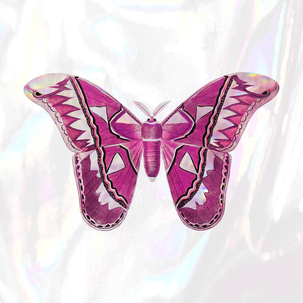 Pink Attacus Atlas Moth on a white holographic background