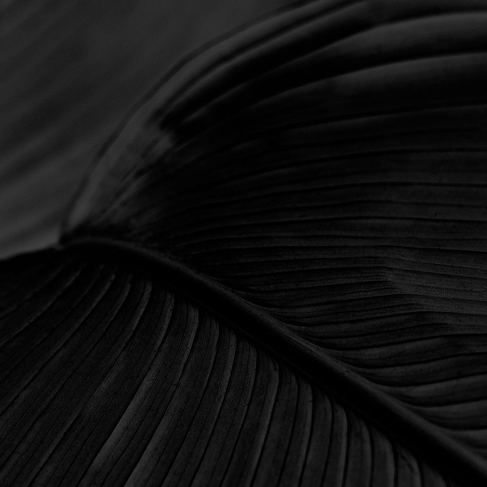 Bird of paradise leaf background design resource 