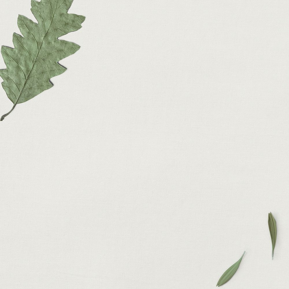 Green oak leaf plain background