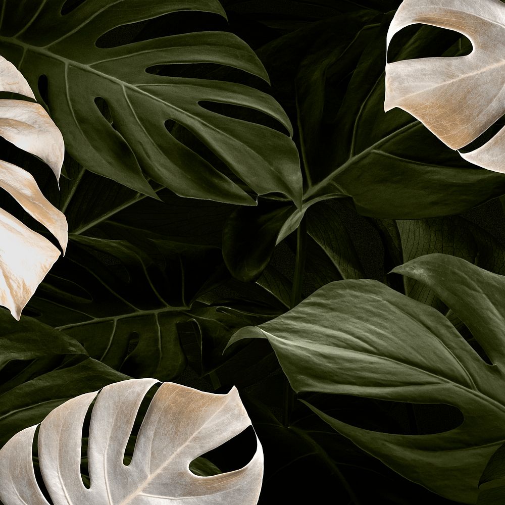 Monstera leaf luxury social media banner tropical jungle background