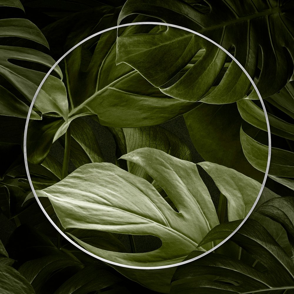 Frame on monstera leaf social media banner background