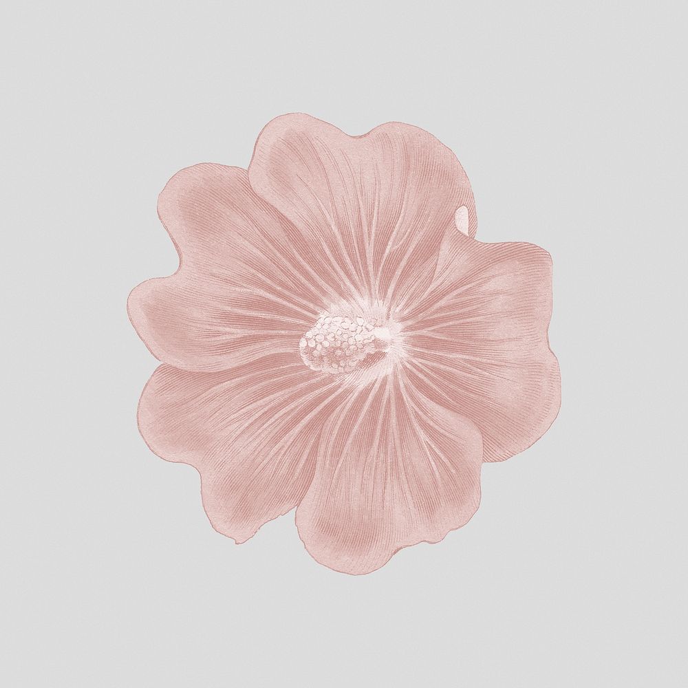 Hand drawn pink hollyhock flower on a gray background