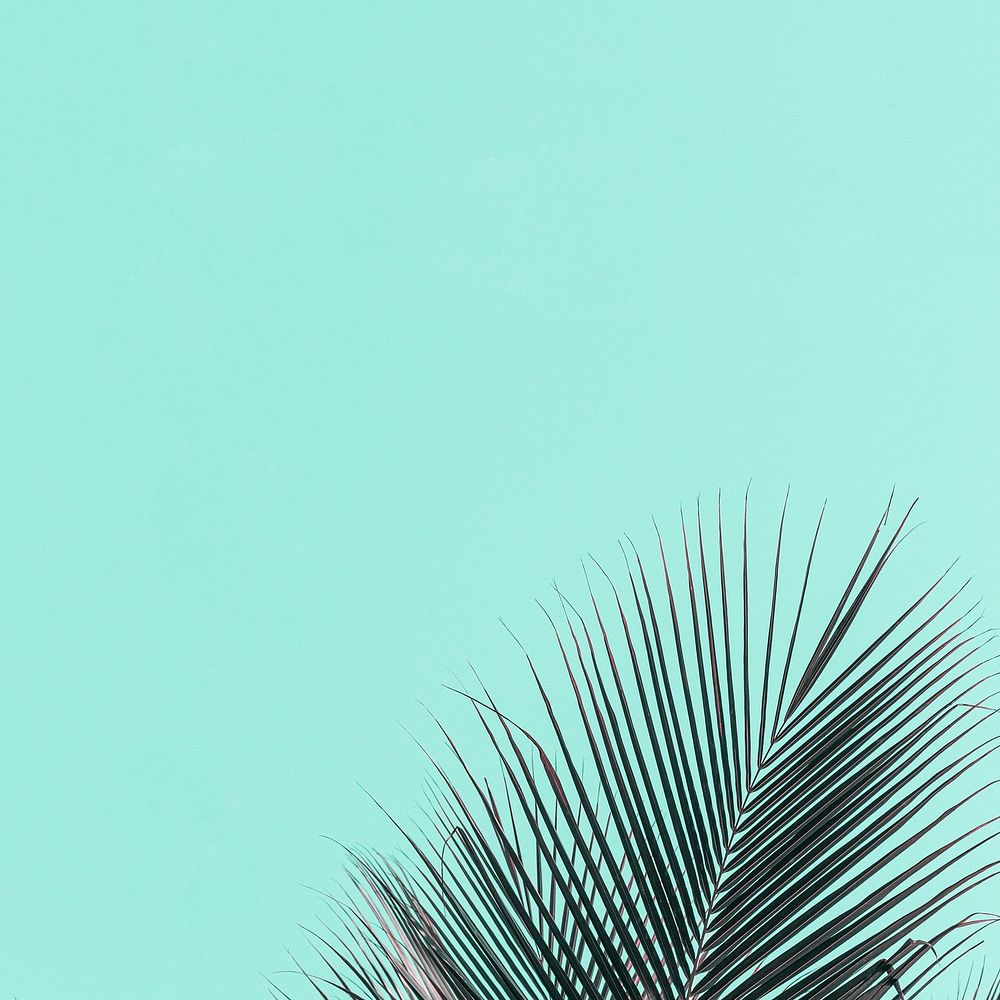 Tropical palm leaf on a turquoise background 