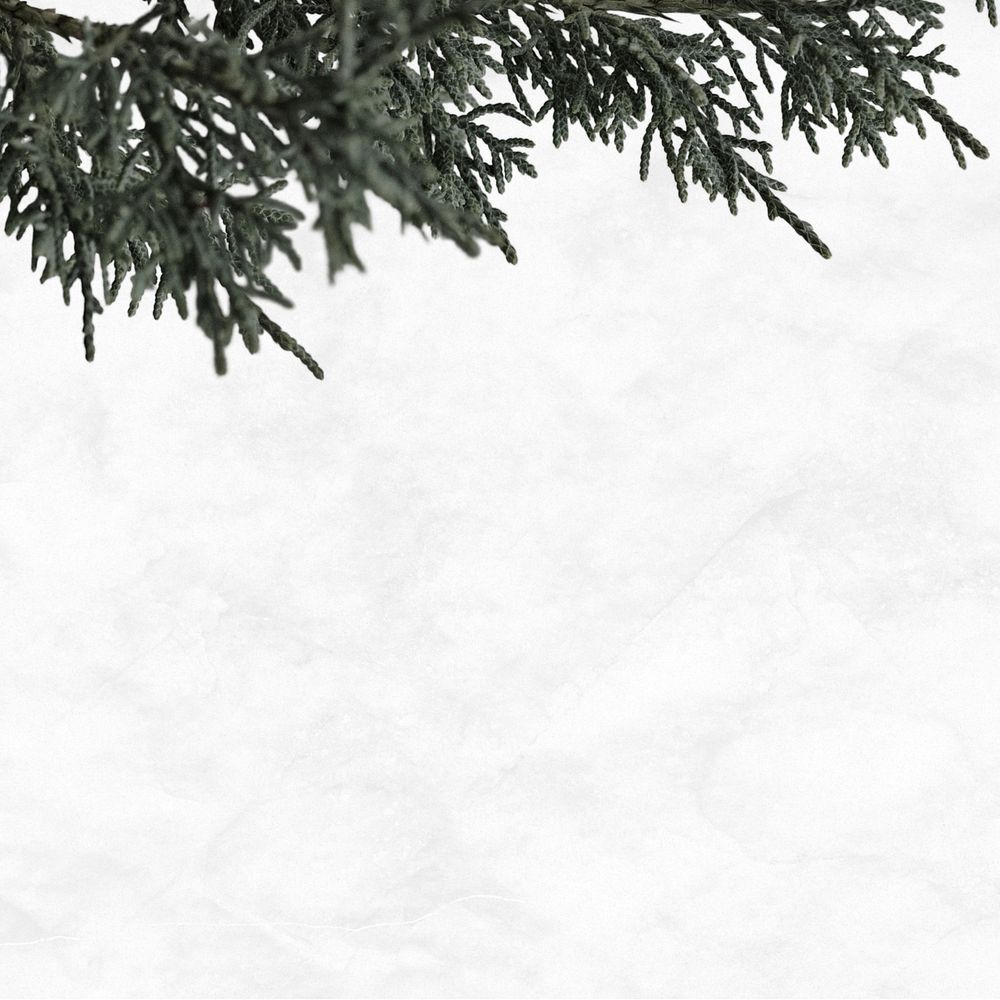 Pine tree psd text space white background