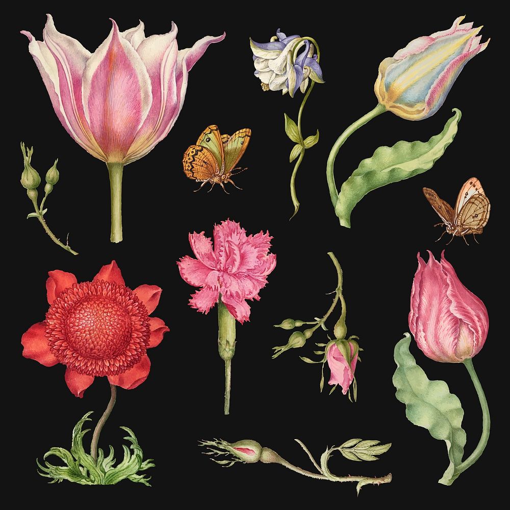 Hand-drawn flowers vector floral illustration set, remix from The Model Book of Calligraphy Joris Hoefnagel and Georg Bocskay