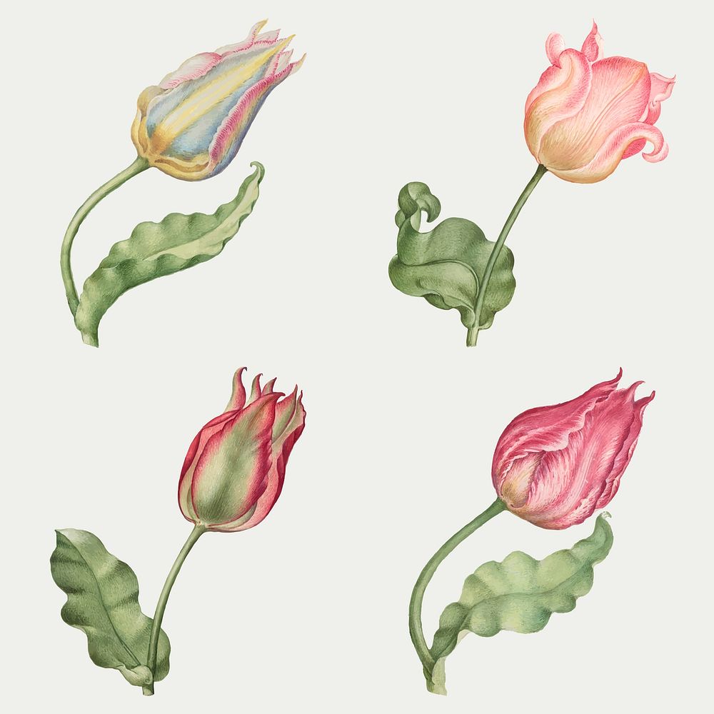 Pink tulip flower vector botanical illustration set, remix from The Model Book of Calligraphy Joris Hoefnagel and Georg…