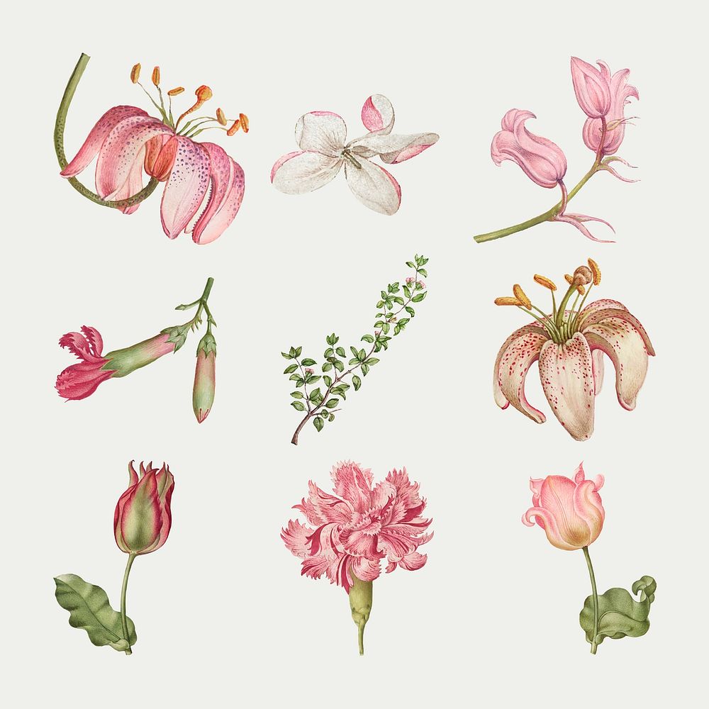 Vintage blooming pink flower vector illustration set, remix from The Model Book of Calligraphy Joris Hoefnagel and Georg…