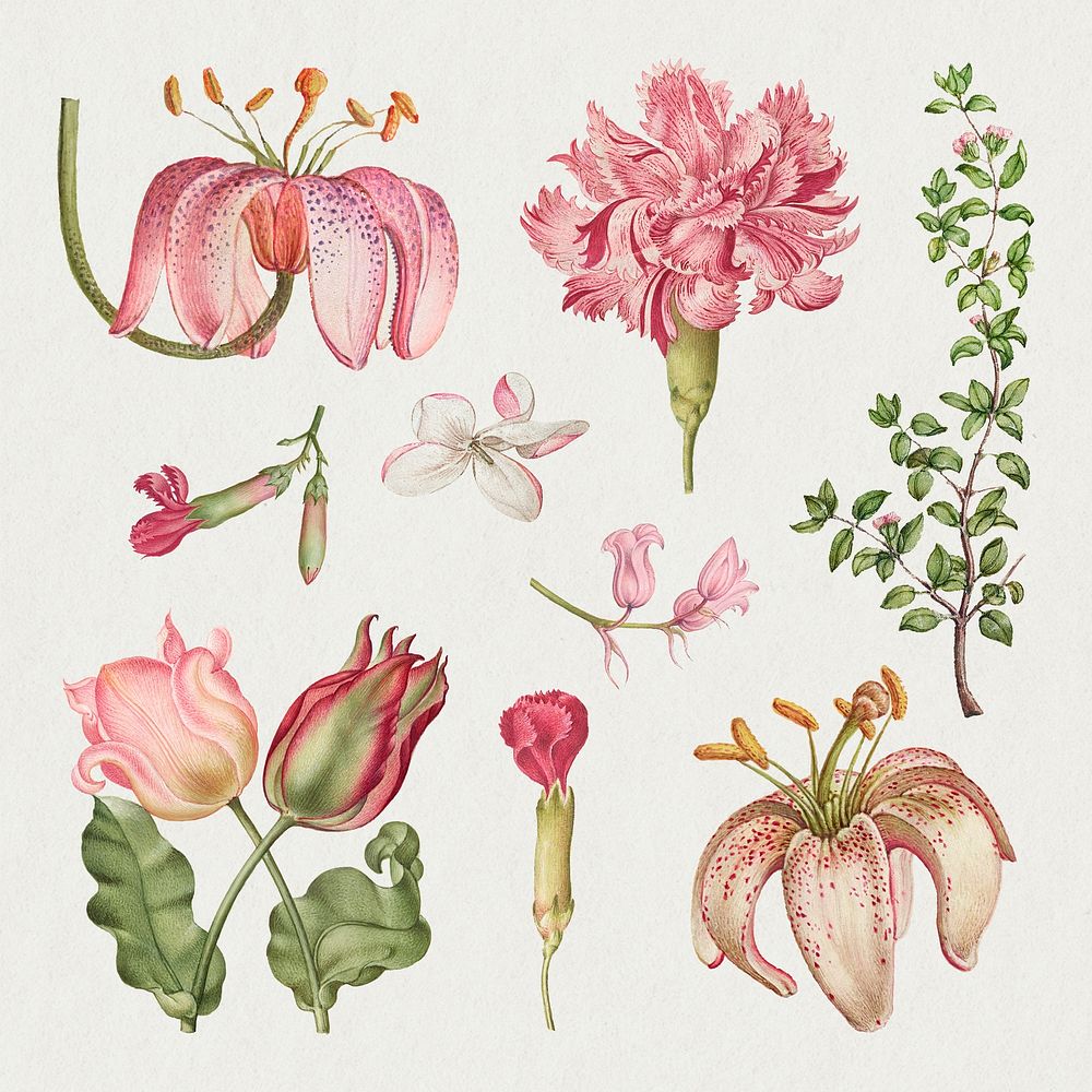 Blooming pink flowers hand drawn floral illustration set, remix from The Model Book of Calligraphy Joris Hoefnagel and Georg…